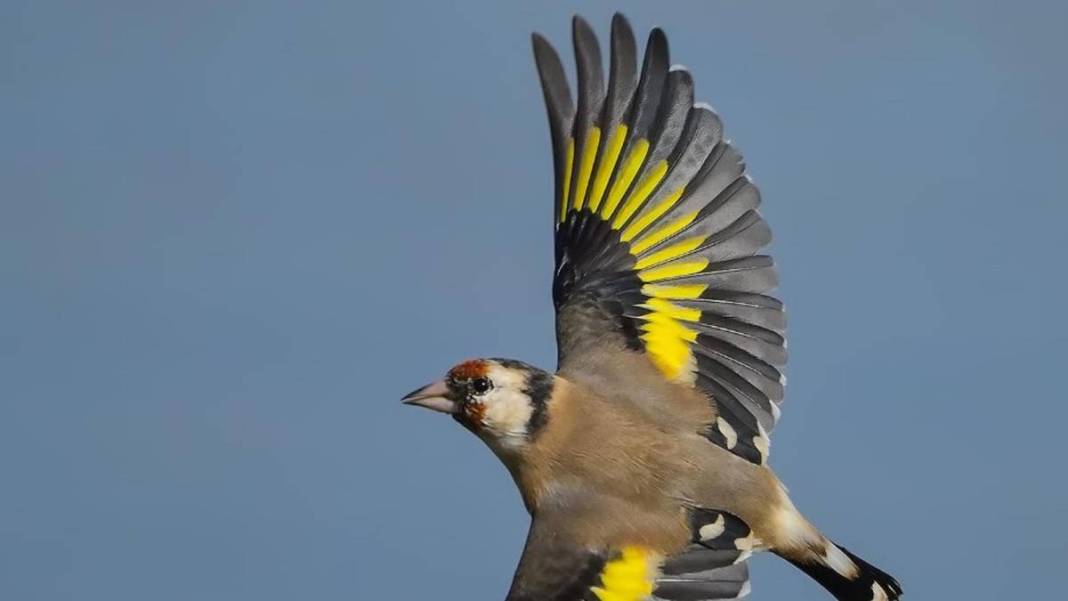 Yaban hayatı fotoğrafçısından nefes kesen kareler: İşte Çanakkale'de eşi benzeri görülmemiş kuş türleri... 7