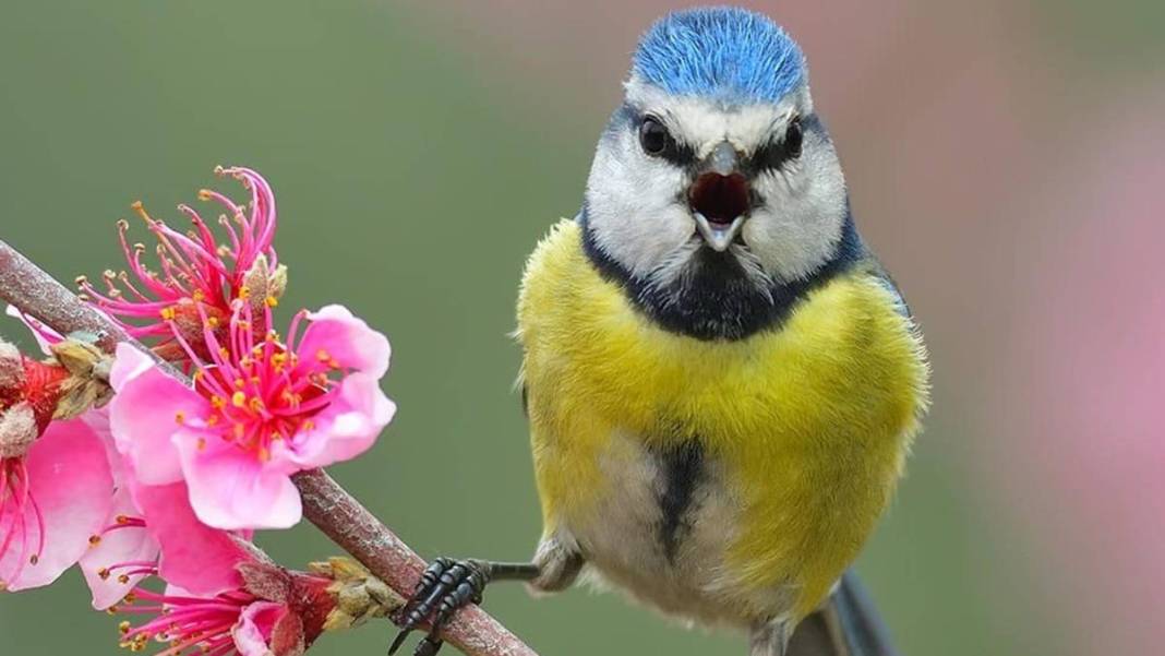 Yaban hayatı fotoğrafçısından nefes kesen kareler: İşte Çanakkale'de eşi benzeri görülmemiş kuş türleri... 2