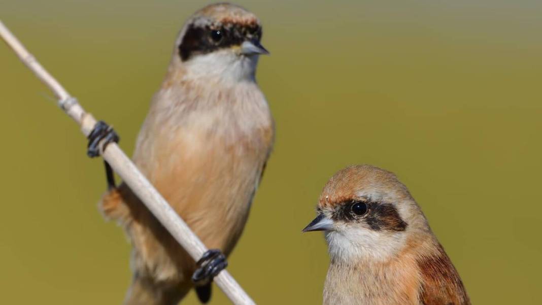 Yaban hayatı fotoğrafçısından nefes kesen kareler: İşte Çanakkale'de eşi benzeri görülmemiş kuş türleri... 12