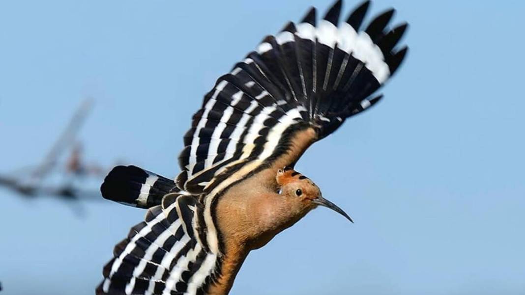 Yaban hayatı fotoğrafçısından nefes kesen kareler: İşte Çanakkale'de eşi benzeri görülmemiş kuş türleri... 11