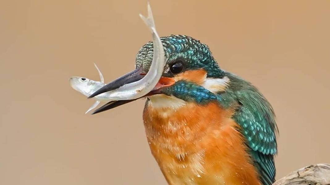 Yaban hayatı fotoğrafçısından nefes kesen kareler: İşte Çanakkale'de eşi benzeri görülmemiş kuş türleri... 1
