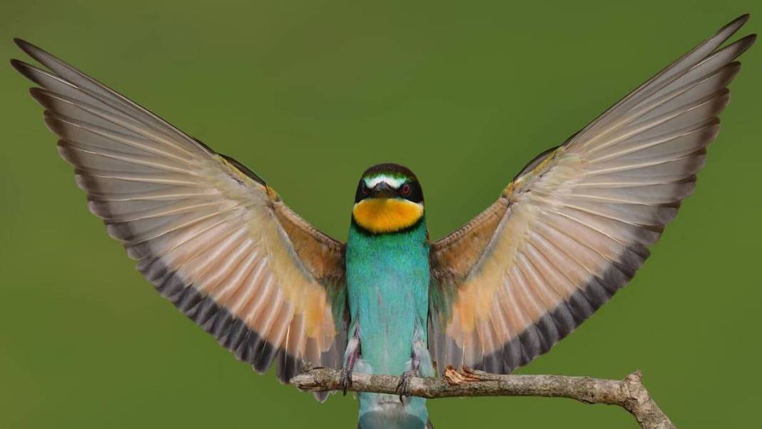 Yaban hayatı fotoğrafçısından nefes kesen kareler: İşte Çanakkale'de eşi benzeri görülmemiş kuş türleri... 10