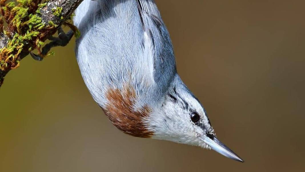 Yaban hayatı fotoğrafçısından nefes kesen kareler: İşte Çanakkale'de eşi benzeri görülmemiş kuş türleri... 9