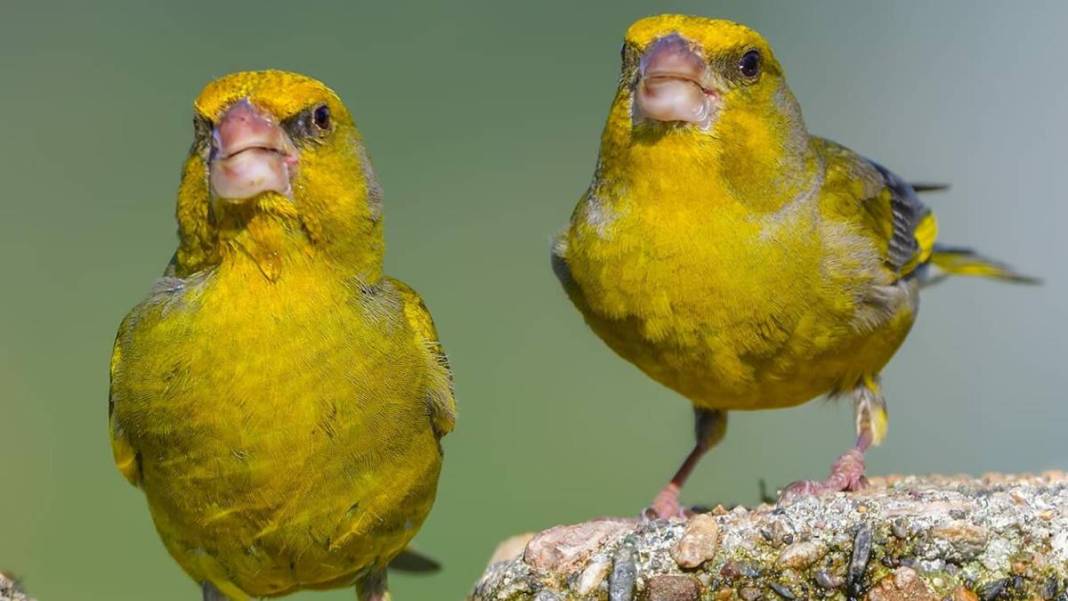 Yaban hayatı fotoğrafçısından nefes kesen kareler: İşte Çanakkale'de eşi benzeri görülmemiş kuş türleri... 3