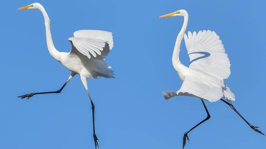 Yaban hayatı fotoğrafçısından nefes kesen kareler: İşte Çanakkale'de eşi benzeri görülmemiş kuş türleri... 8
