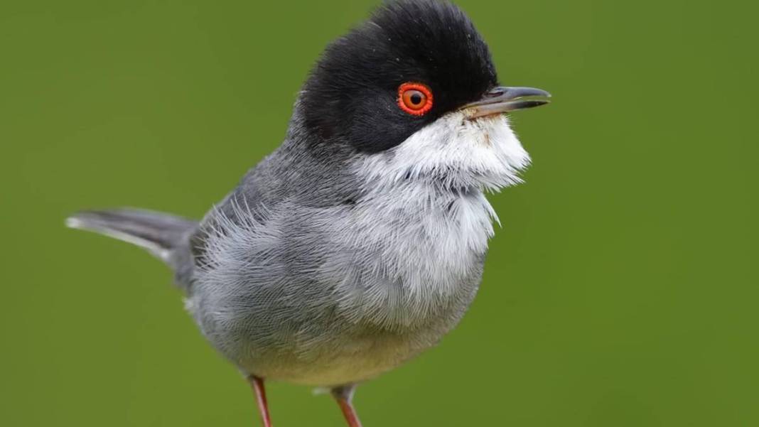 Yaban hayatı fotoğrafçısından nefes kesen kareler: İşte Çanakkale'de eşi benzeri görülmemiş kuş türleri... 5