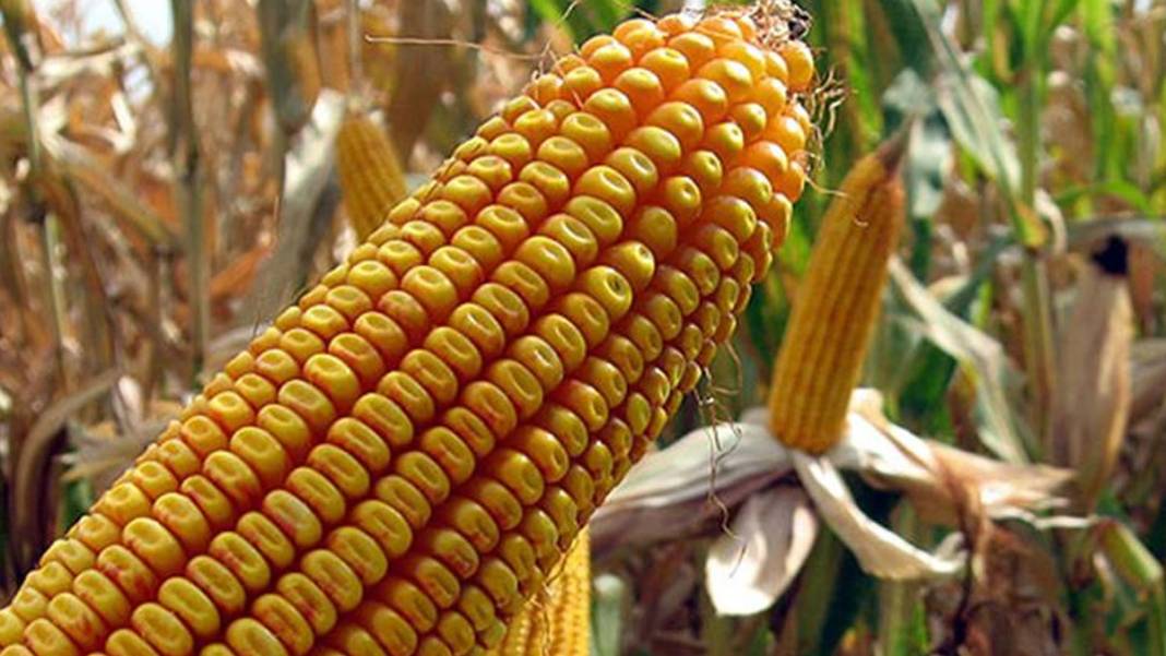 Bakanlık gıda tüketimiyle ilgili merak edilenleri yanıtladı: Yumurta yıkanır mı, balıkla yoğurt yenir mi? 4