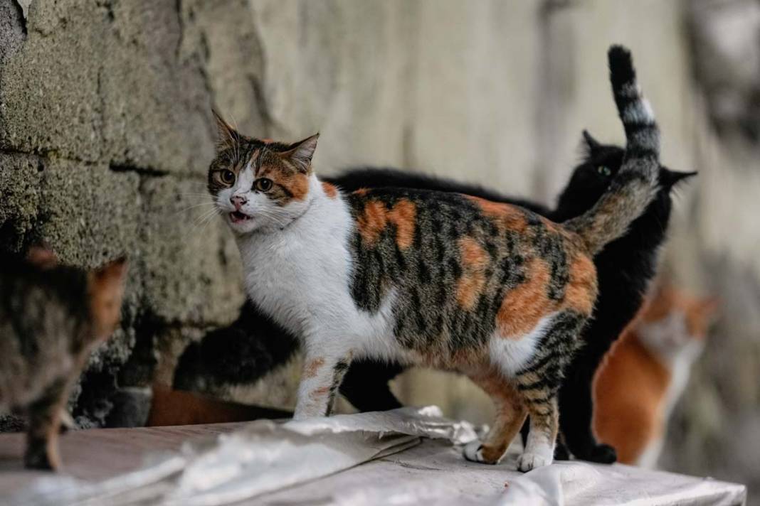 İstanbul'un kedileri: Şehrin sessiz sakinleri 19