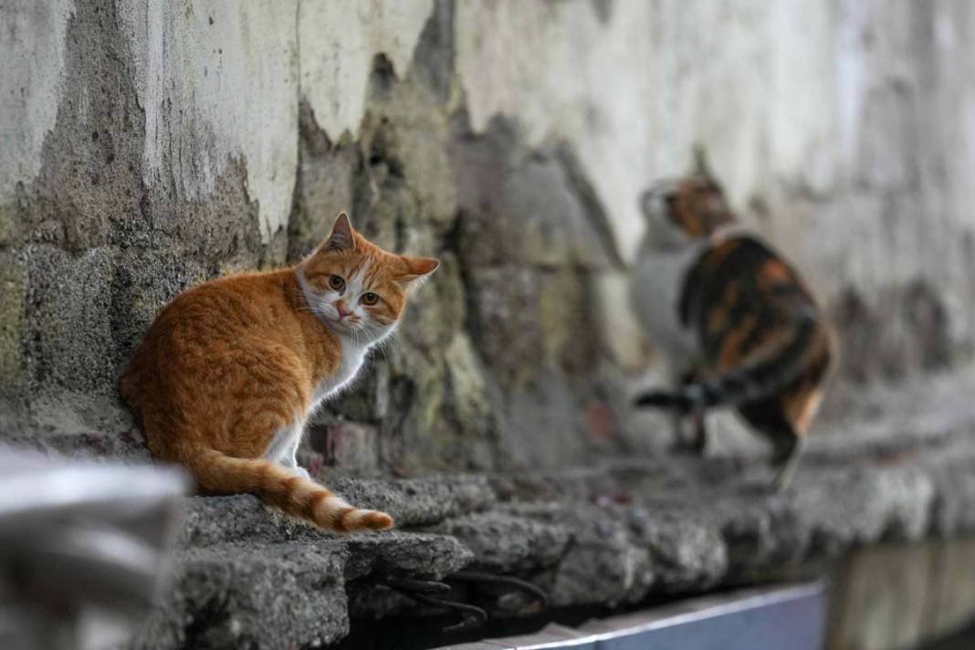 İstanbul'un kedileri: Şehrin sessiz sakinleri 17