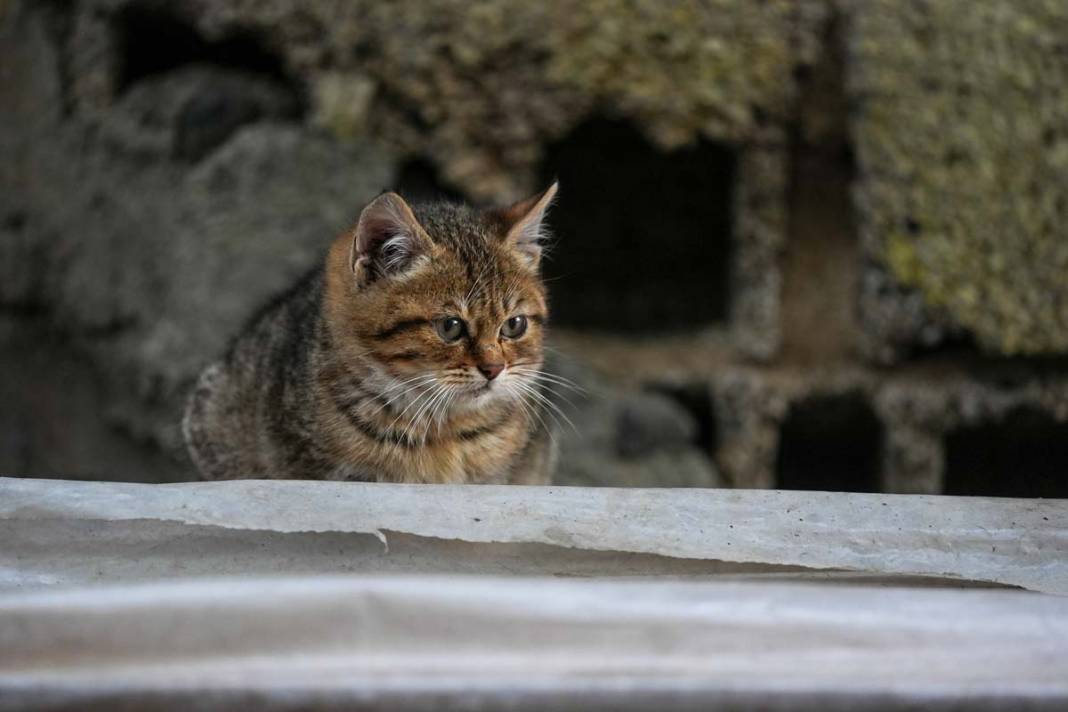 İstanbul'un kedileri: Şehrin sessiz sakinleri 18