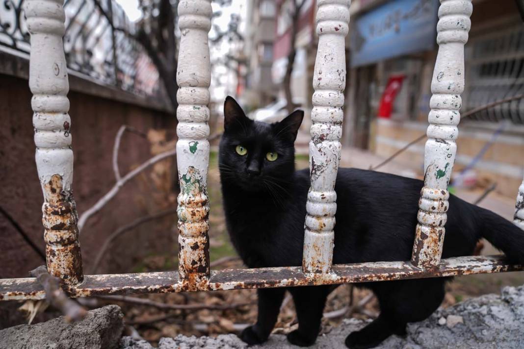 İstanbul'un kedileri: Şehrin sessiz sakinleri 16
