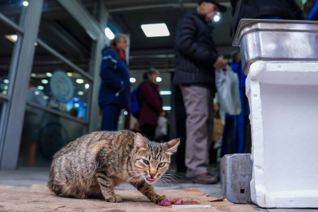 İstanbul'un kedileri: Şehrin sessiz sakinleri 3