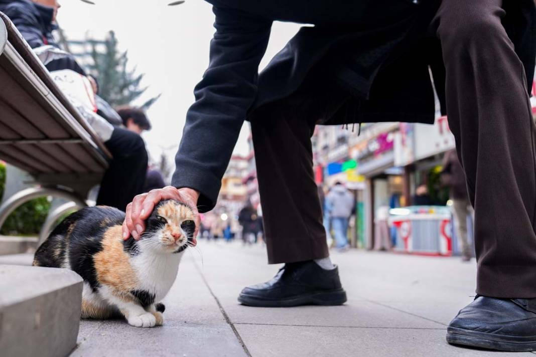 İstanbul'un kedileri: Şehrin sessiz sakinleri 15
