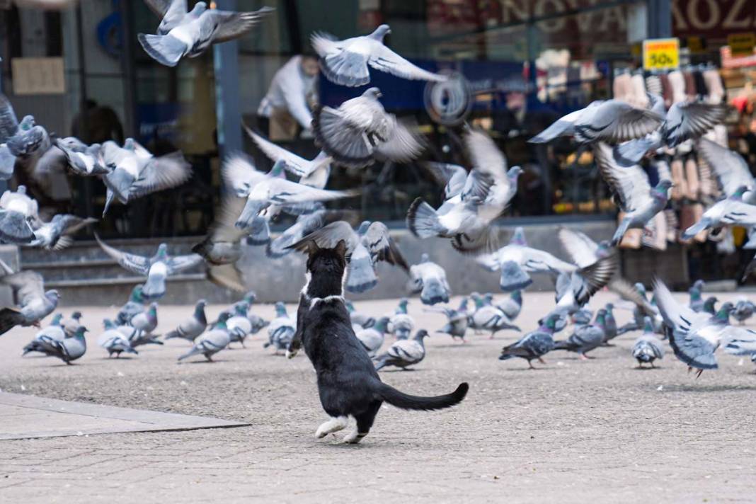İstanbul'un kedileri: Şehrin sessiz sakinleri 14