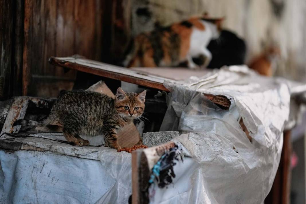 İstanbul'un kedileri: Şehrin sessiz sakinleri 13