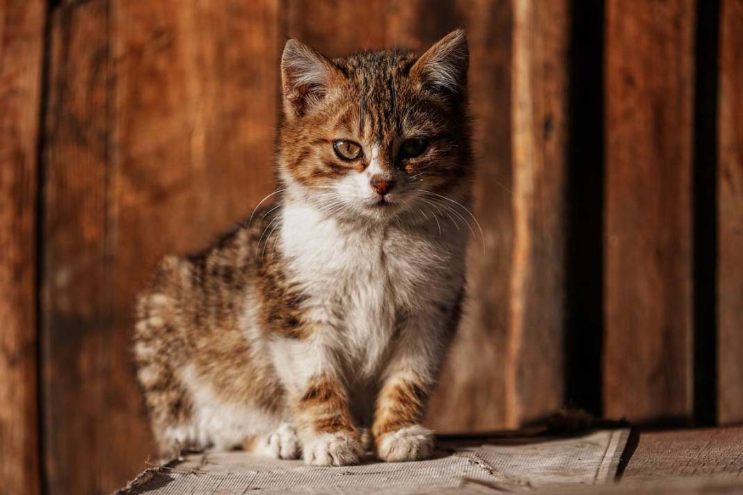 İstanbul'un kedileri: Şehrin sessiz sakinleri 11