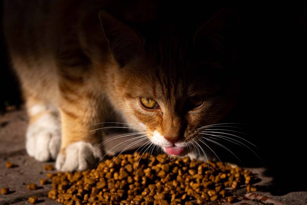 İstanbul'un kedileri: Şehrin sessiz sakinleri 10