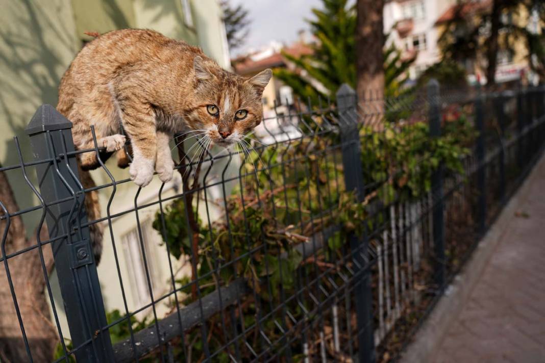 İstanbul'un kedileri: Şehrin sessiz sakinleri 9