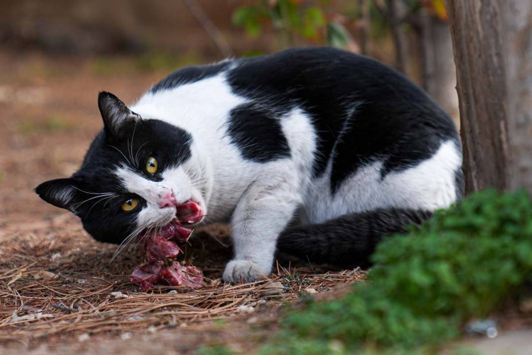 İstanbul'un kedileri: Şehrin sessiz sakinleri 8