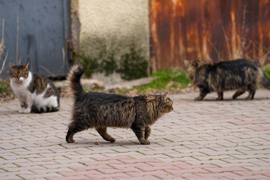 İstanbul'un kedileri: Şehrin sessiz sakinleri 7