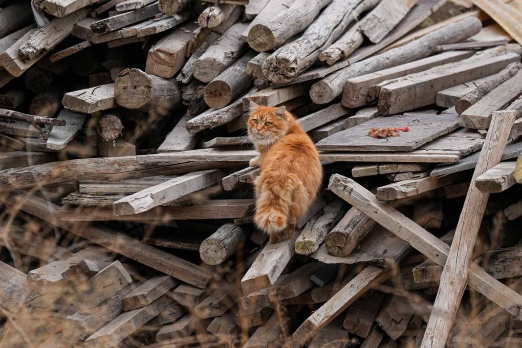 İstanbul'un kedileri: Şehrin sessiz sakinleri 6