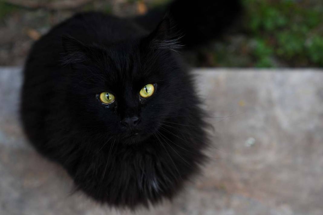 İstanbul'un kedileri: Şehrin sessiz sakinleri 5