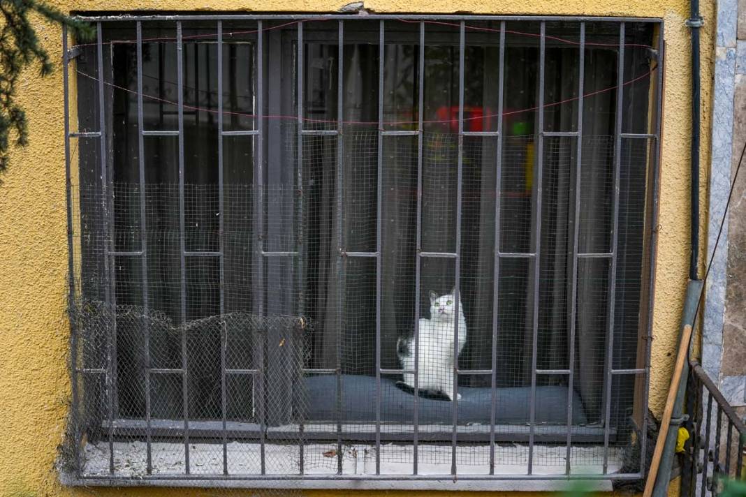 İstanbul'un kedileri: Şehrin sessiz sakinleri 4