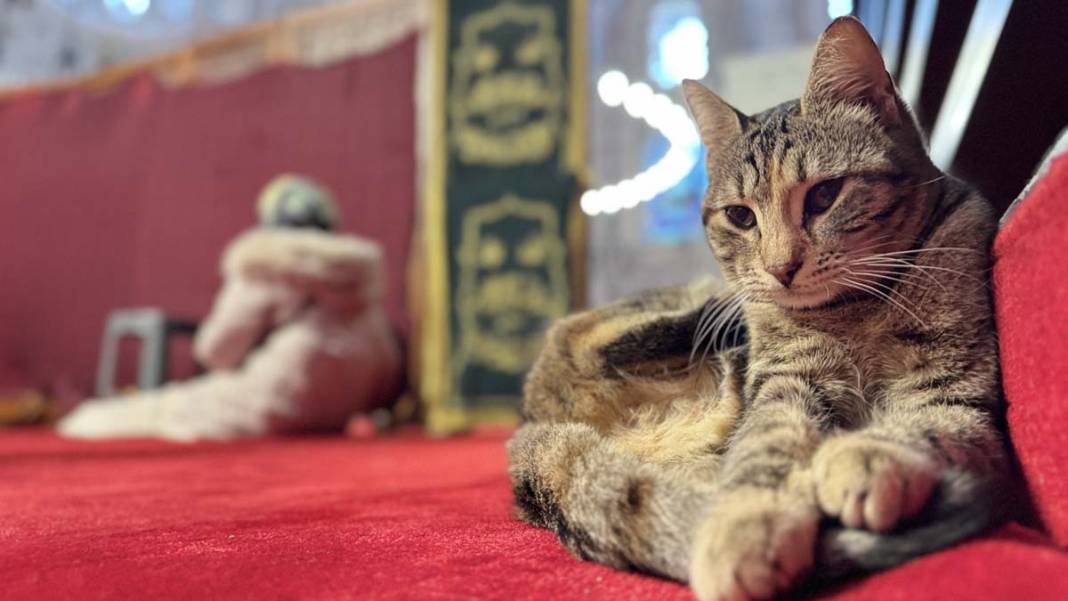 İstanbul'un kedileri: Şehrin sessiz sakinleri 1