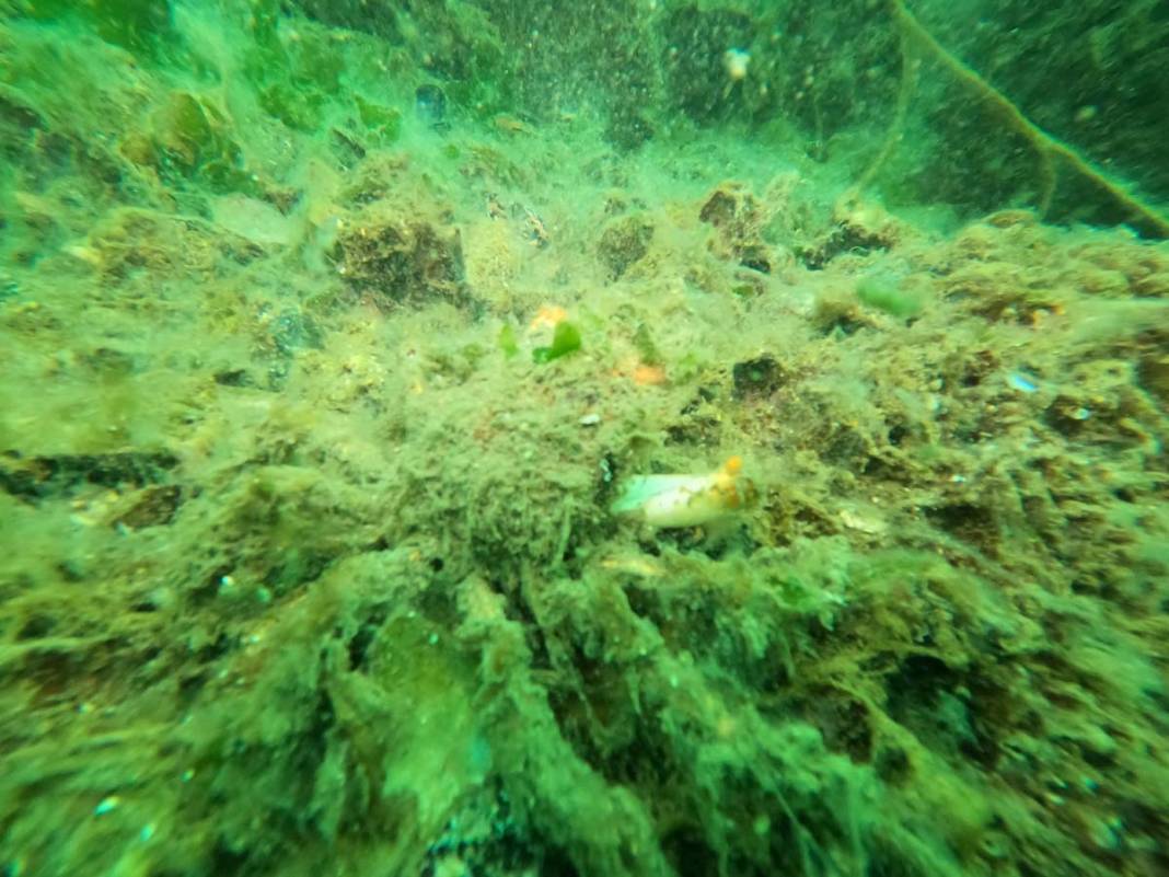 Marmara'da tehdidin boyutunu dalgıçlar görüntüledi: 18 metreden sonra yoğun bir müsilaj bulutu var 6