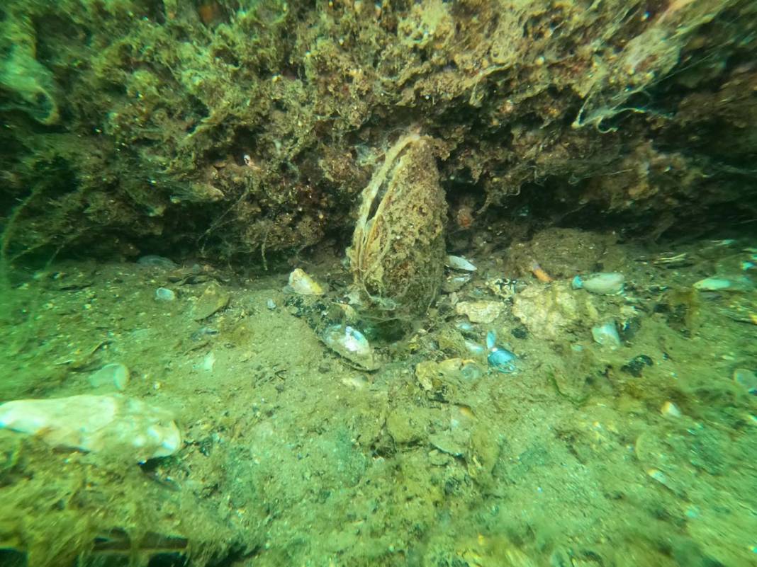 Marmara'da tehdidin boyutunu dalgıçlar görüntüledi: 18 metreden sonra yoğun bir müsilaj bulutu var 4