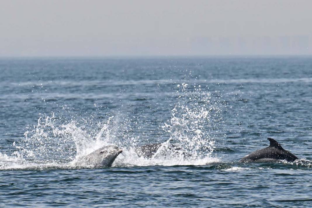 Marmara Denizi'nde yunusların büyüleyen gösterisi 9
