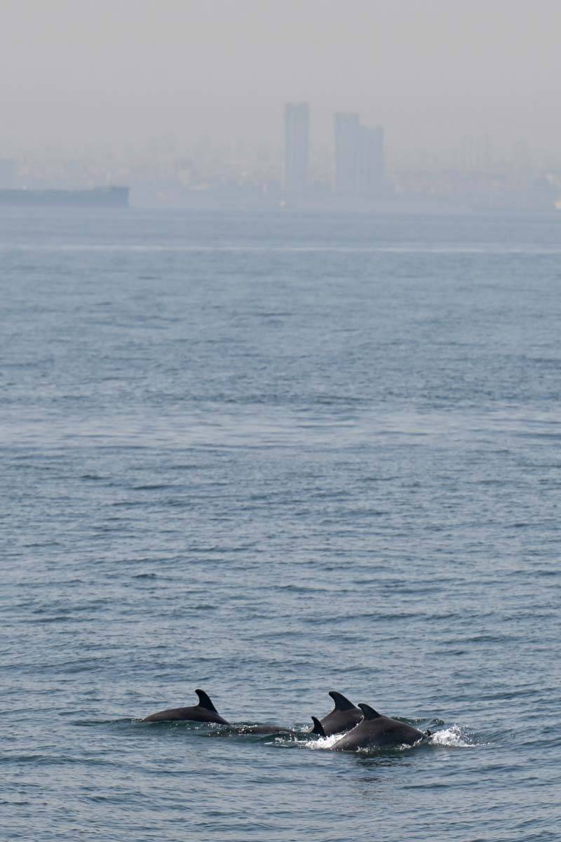 Marmara Denizi'nde yunusların büyüleyen gösterisi 8