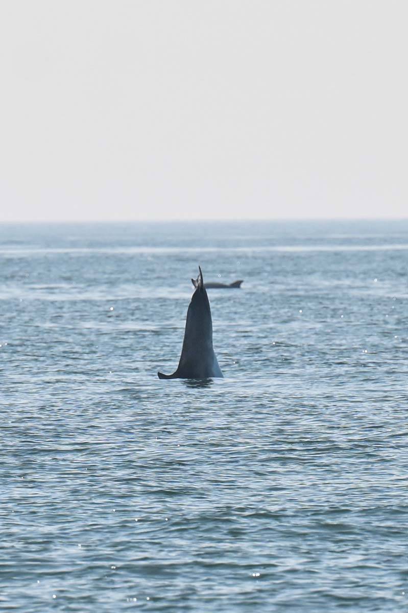 Marmara Denizi'nde yunusların büyüleyen gösterisi 6