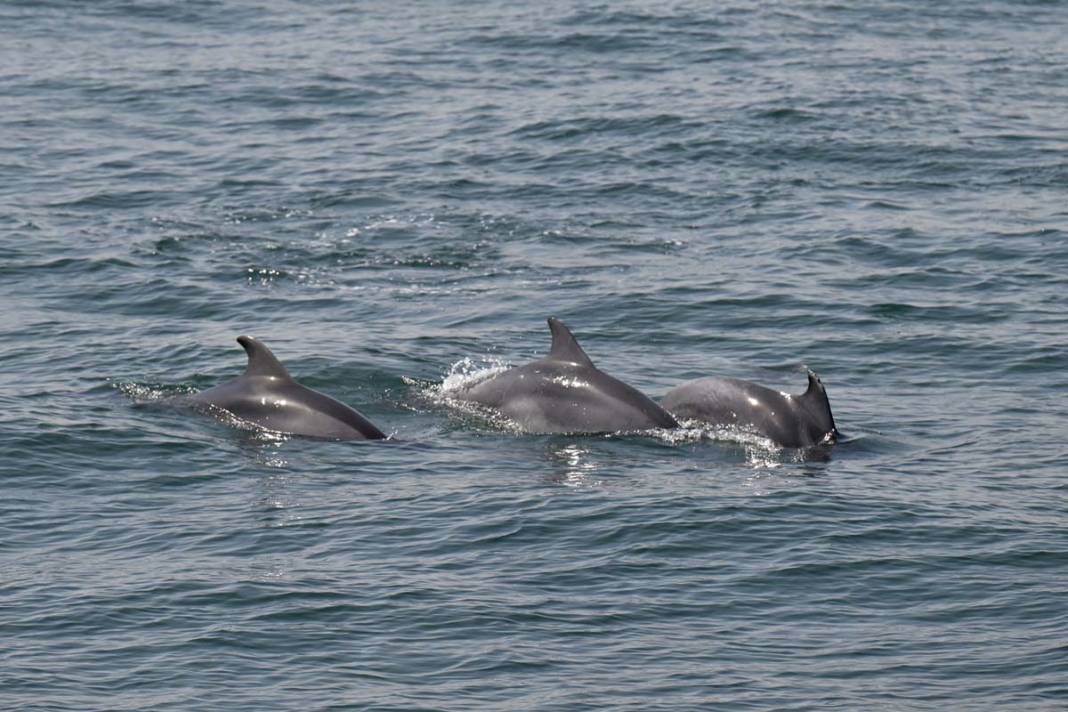 Marmara Denizi'nde yunusların büyüleyen gösterisi 7