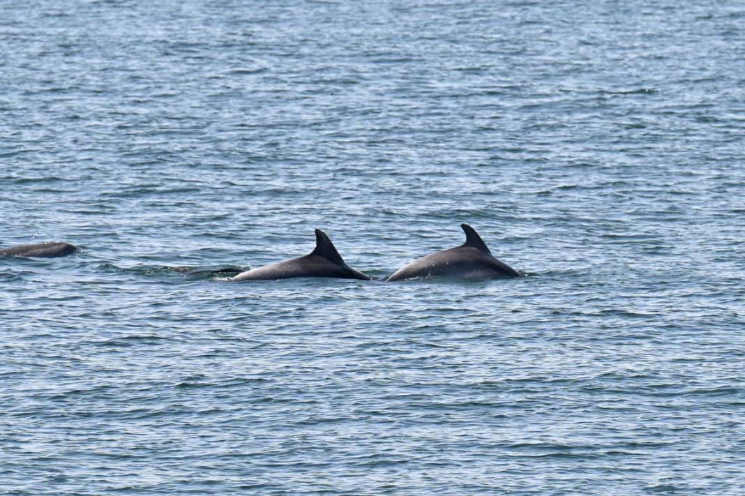 Marmara Denizi'nde yunusların büyüleyen gösterisi 5