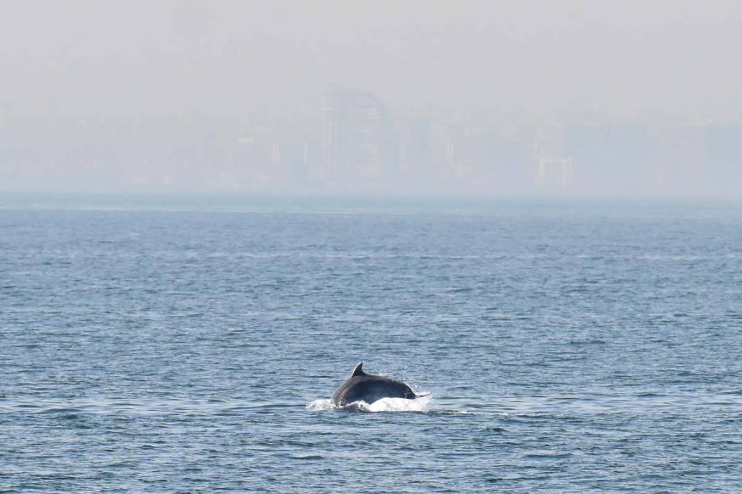 Marmara Denizi'nde yunusların büyüleyen gösterisi 4