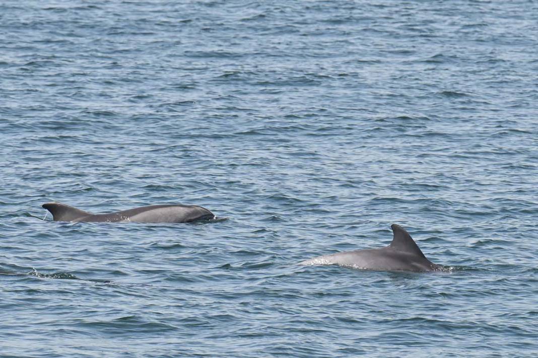 Marmara Denizi'nde yunusların büyüleyen gösterisi 3