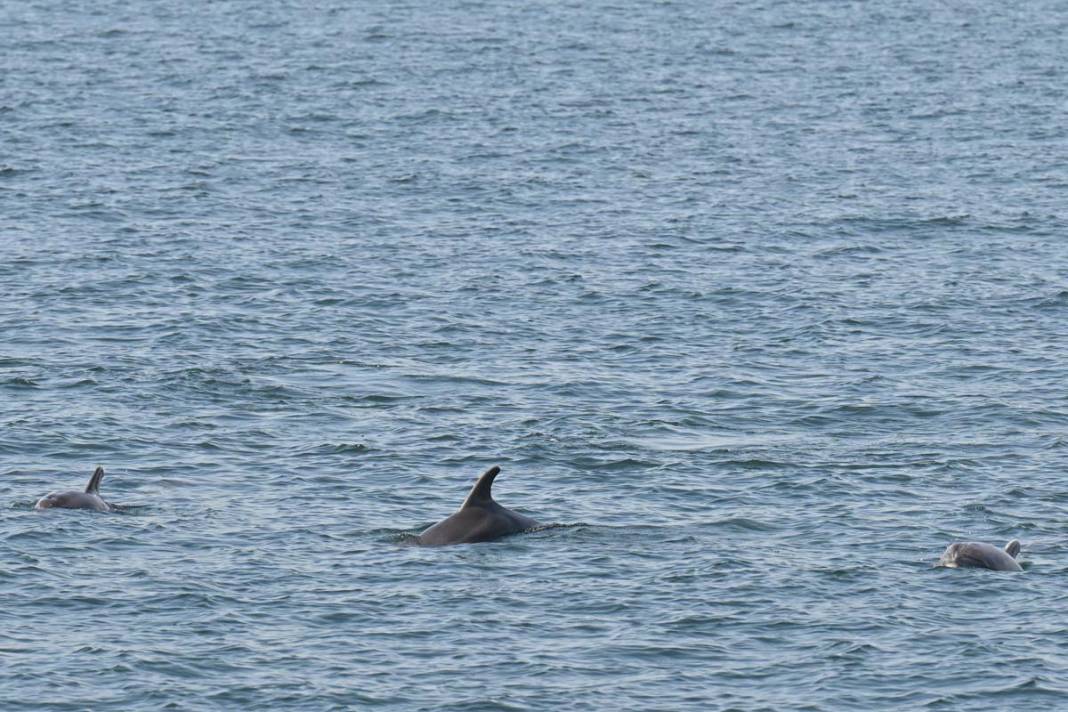 Marmara Denizi'nde yunusların büyüleyen gösterisi 1