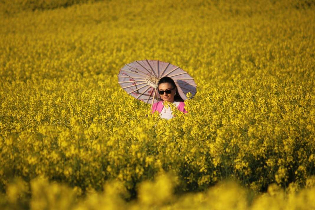 Tekirdağ'da kanola tarlaları fotoğraf tutkunlarını ağırlıyor 7