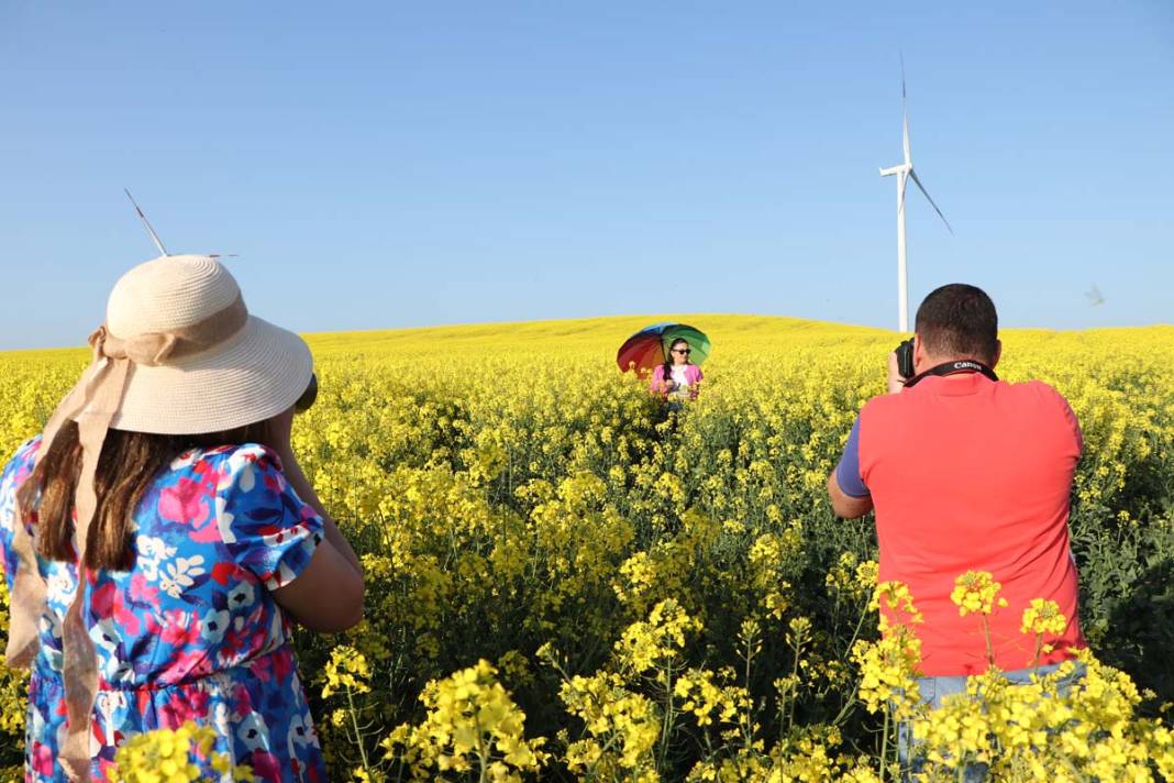 Tekirdağ'da kanola tarlaları fotoğraf tutkunlarını ağırlıyor 5