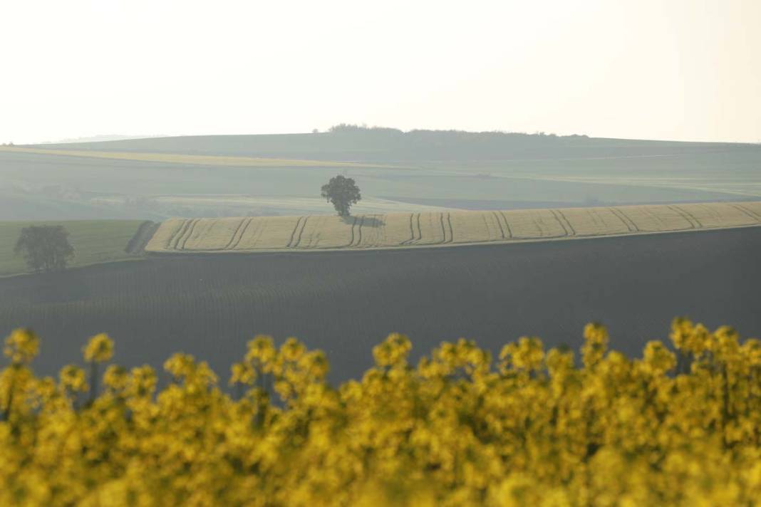 Tekirdağ'da kanola tarlaları fotoğraf tutkunlarını ağırlıyor 2