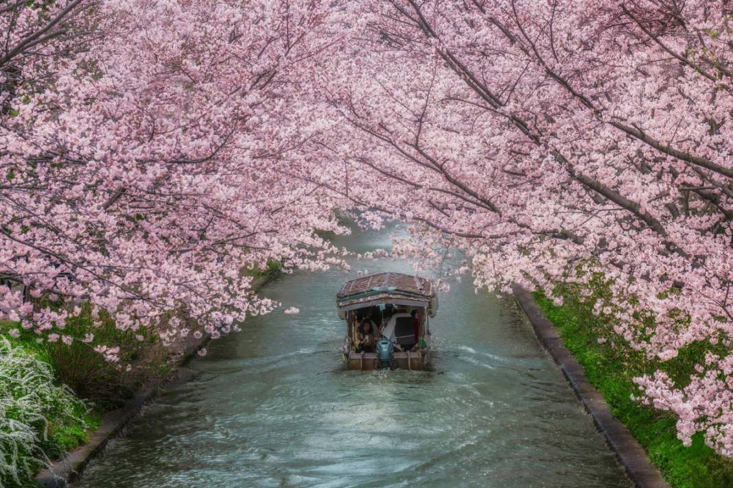 Japonya’da sakuralar parkları renklendirdi 8