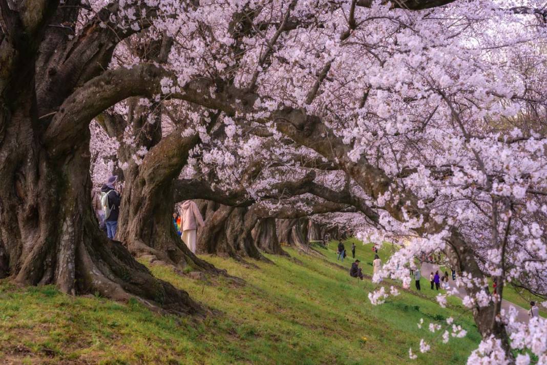 Japonya’da sakuralar parkları renklendirdi 6