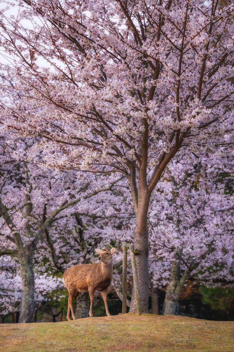 Japonya’da sakuralar parkları renklendirdi 5