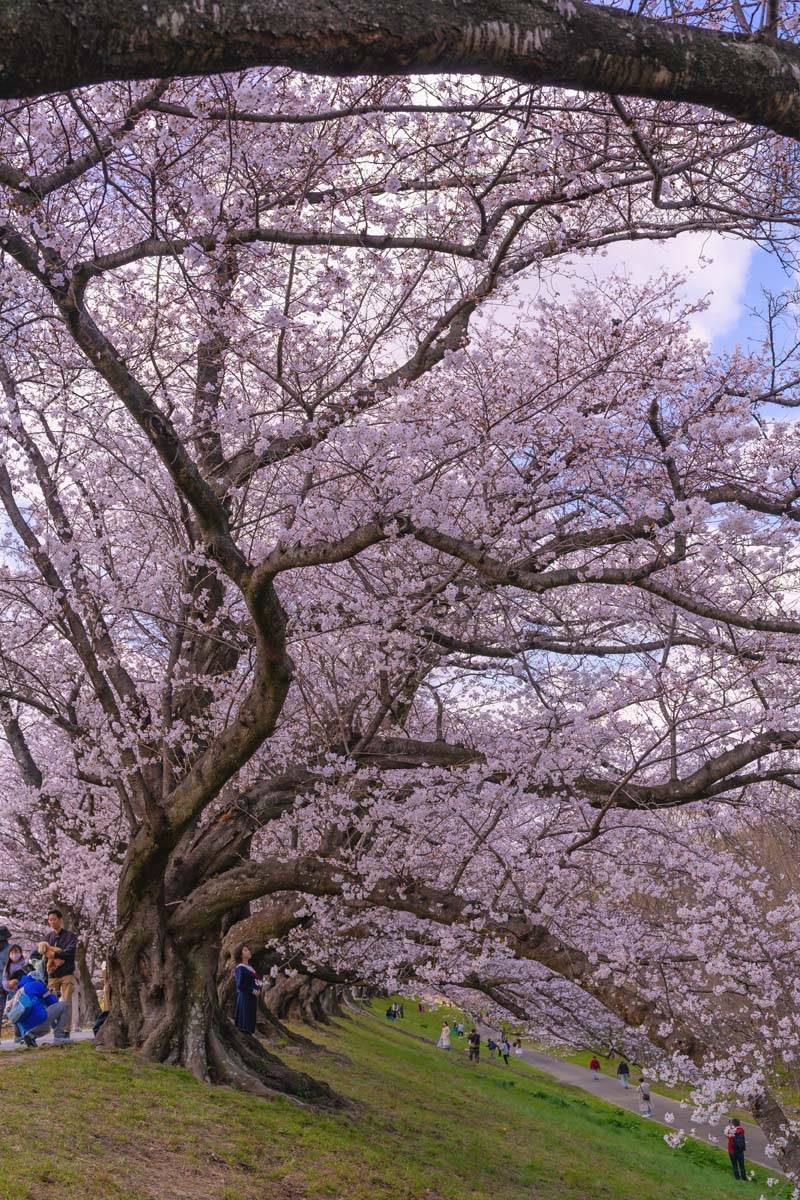 Japonya’da sakuralar parkları renklendirdi 2