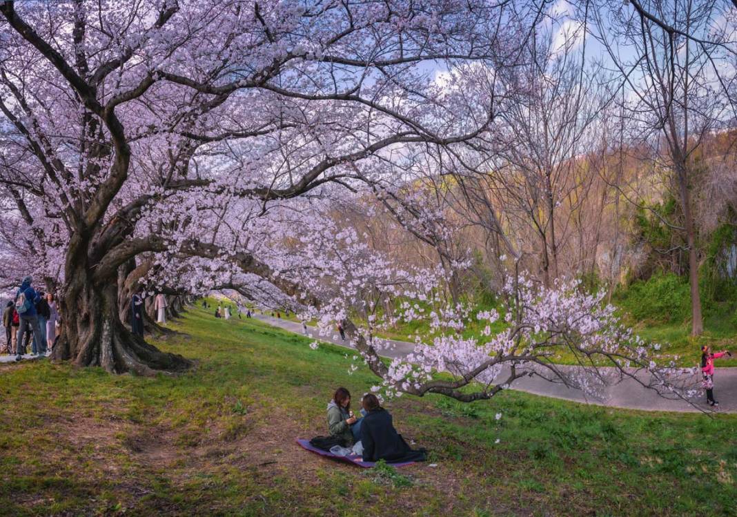 Japonya’da sakuralar parkları renklendirdi 1