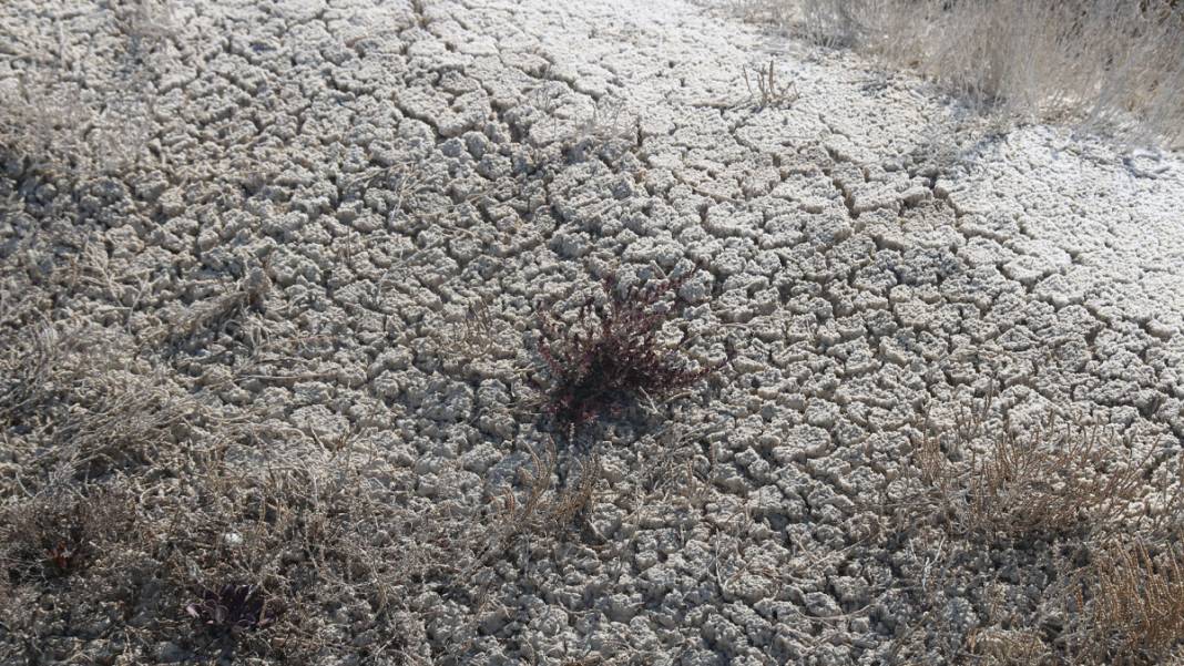 Binlerce kuş türüne ev sahipliği yapıyordu... Tuz Gölü kurumaya başladı 5