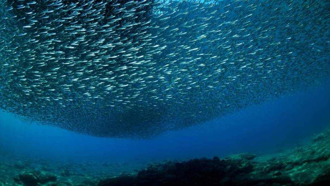 Türkiye'nin gizli cenneti: Saklı koyların ve tarihin buluştuğu o yer! 5