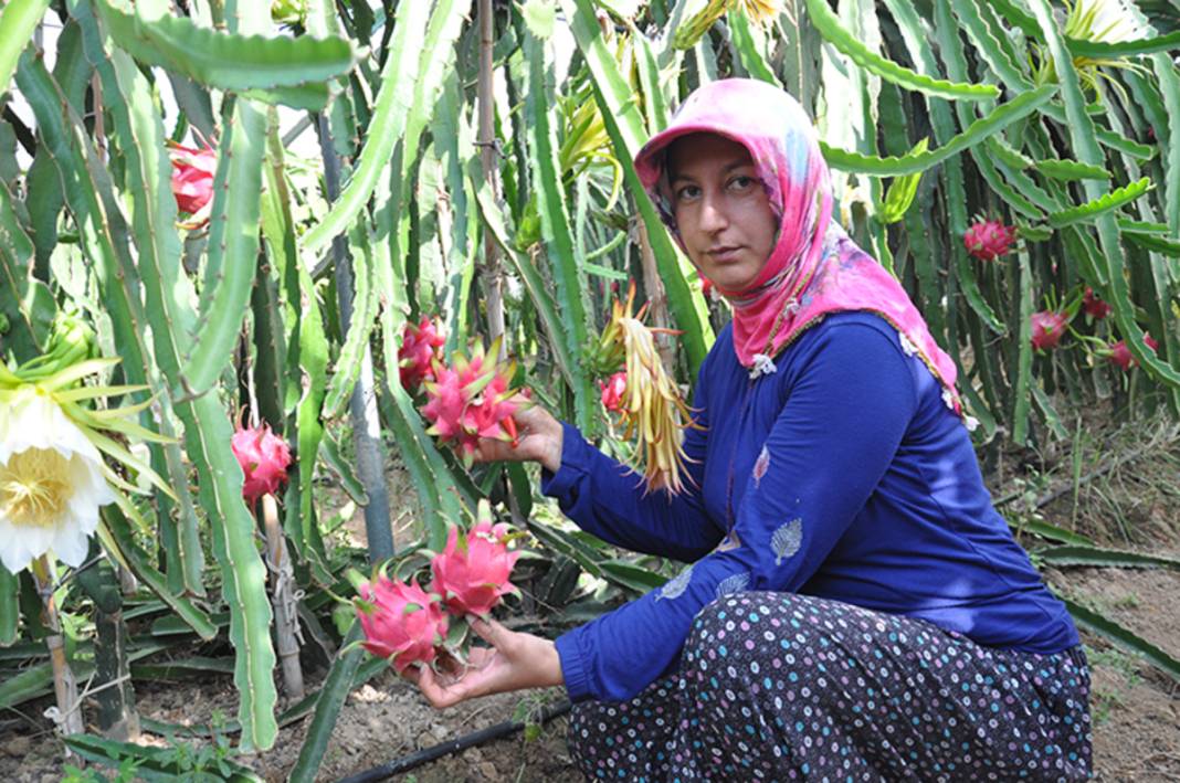 Mersin'de hasat başladı: Kilogramı 200 lira! Tropik lezzet Türk topraklarında rekor kırıyor 1