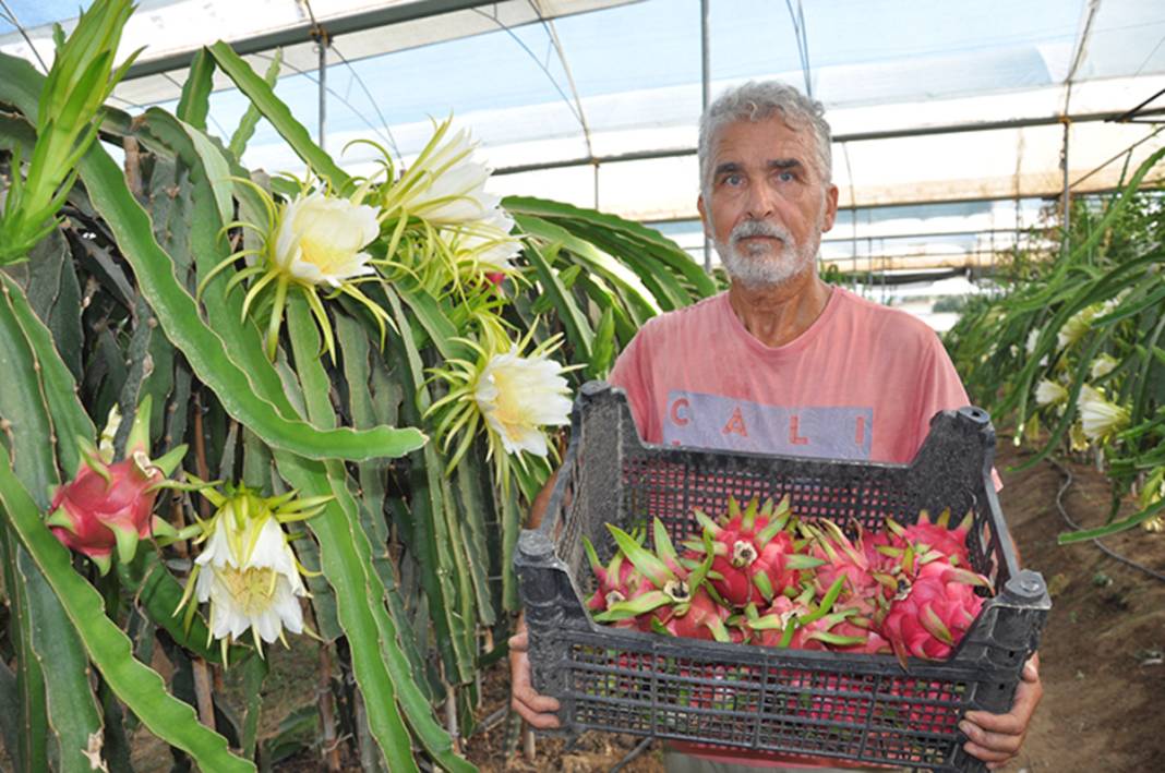 Mersin'de hasat başladı: Kilogramı 200 lira! Tropik lezzet Türk topraklarında rekor kırıyor 3